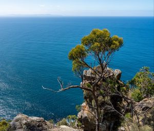 Preview wallpaper tree, rock, sea, landscape