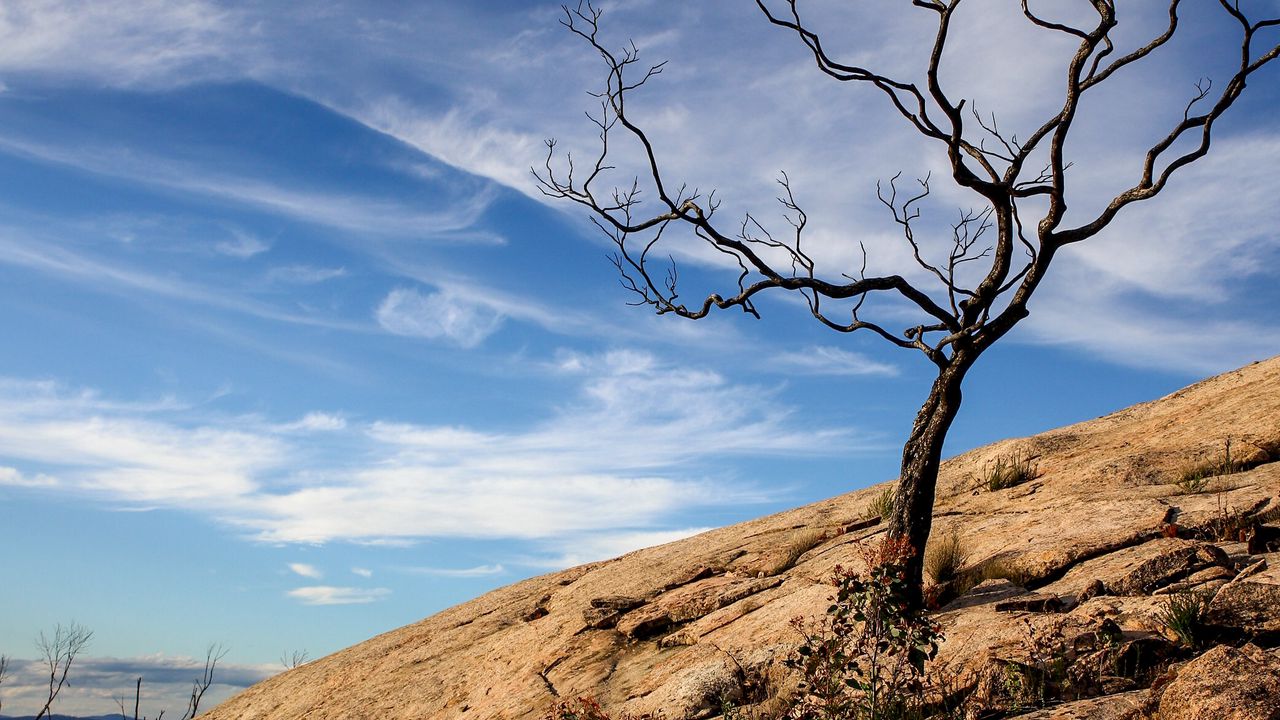 Wallpaper tree, rock, slope, landscape, nature