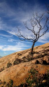 Preview wallpaper tree, rock, slope, landscape, nature