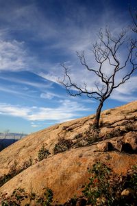 Preview wallpaper tree, rock, slope, landscape, nature