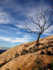 Preview wallpaper tree, rock, slope, landscape, nature