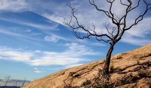 Preview wallpaper tree, rock, slope, landscape, nature