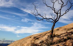 Preview wallpaper tree, rock, slope, landscape, nature