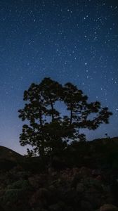 Preview wallpaper tree, rocks, starry sky, stars, night, dark