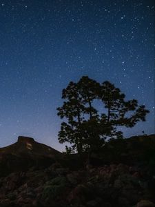 Preview wallpaper tree, rocks, starry sky, stars, night, dark