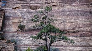 Preview wallpaper tree, rocks, stone, bushes