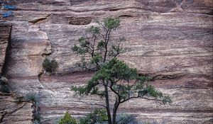 Preview wallpaper tree, rocks, stone, bushes