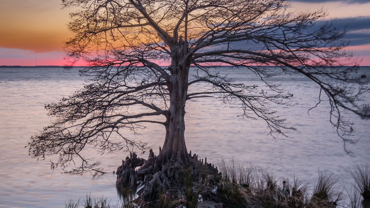 Wallpaper tree, roots, lake, nature