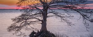 Preview wallpaper tree, roots, lake, nature