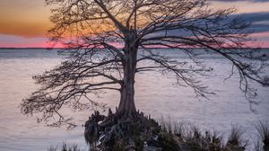 Preview wallpaper tree, roots, lake, nature