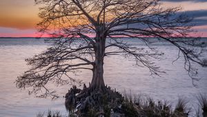 Preview wallpaper tree, roots, lake, nature