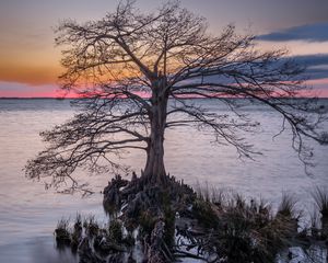 Preview wallpaper tree, roots, lake, nature