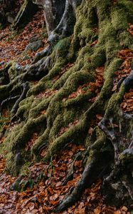 Preview wallpaper tree, roots, moss, leaves, autumn