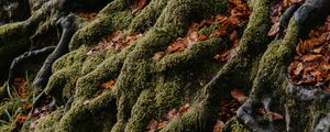 Preview wallpaper tree, roots, moss, leaves, autumn