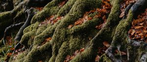 Preview wallpaper tree, roots, moss, leaves, autumn