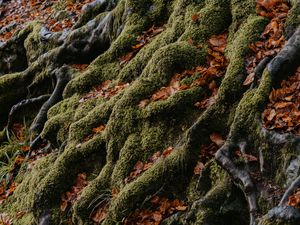 Preview wallpaper tree, roots, moss, leaves, autumn