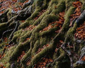 Preview wallpaper tree, roots, moss, leaves, autumn