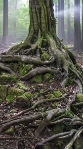 Preview wallpaper tree, roots, trunk, moss, forest