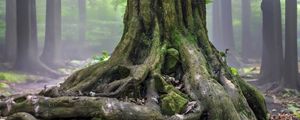 Preview wallpaper tree, roots, trunk, moss, forest