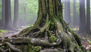 Preview wallpaper tree, roots, trunk, moss, forest