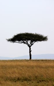 Preview wallpaper tree, savanna, africa, safari, nature