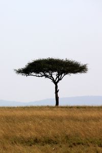 Preview wallpaper tree, savanna, africa, safari, nature