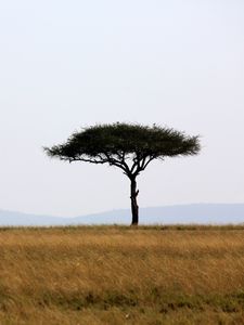 Preview wallpaper tree, savanna, africa, safari, nature