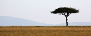 Preview wallpaper tree, savanna, africa, safari, nature