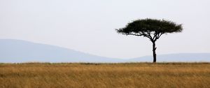 Preview wallpaper tree, savanna, africa, safari, nature