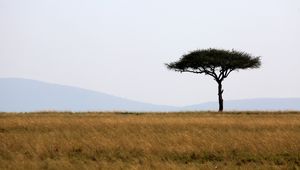 Preview wallpaper tree, savanna, africa, safari, nature