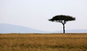 Preview wallpaper tree, savanna, africa, safari, nature