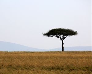 Preview wallpaper tree, savanna, africa, safari, nature