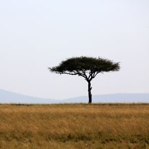 Preview wallpaper tree, savanna, africa, safari, nature