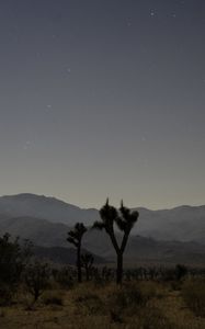 Preview wallpaper tree, savannah, mountains, starry sky, night