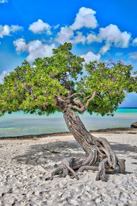 Preview wallpaper tree, sea, beach, sand, nature