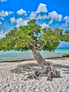 Preview wallpaper tree, sea, beach, sand, nature