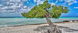 Preview wallpaper tree, sea, beach, sand, nature