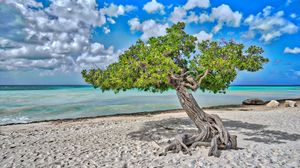 Preview wallpaper tree, sea, beach, sand, nature