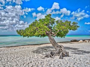 Preview wallpaper tree, sea, beach, sand, nature