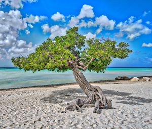 Preview wallpaper tree, sea, beach, sand, nature