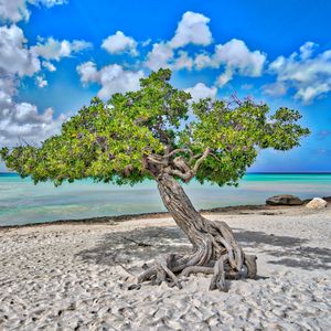 Preview wallpaper tree, sea, beach, sand, nature