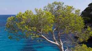 Preview wallpaper tree, sea, cliff, view, landscape