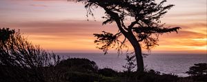 Preview wallpaper tree, sea, hill, grass, silhouettes, evening