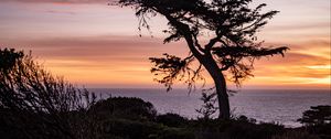Preview wallpaper tree, sea, hill, grass, silhouettes, evening