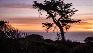 Preview wallpaper tree, sea, hill, grass, silhouettes, evening