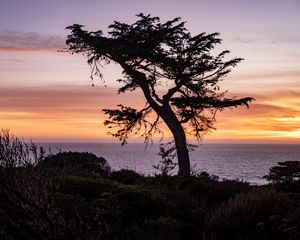 Preview wallpaper tree, sea, hill, grass, silhouettes, evening