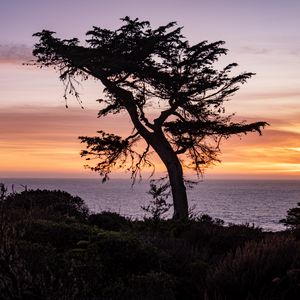 Preview wallpaper tree, sea, hill, grass, silhouettes, evening