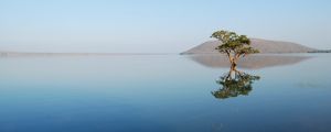 Preview wallpaper tree, sea, reflection, nature, landscape