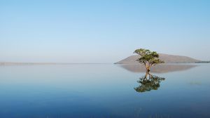 Preview wallpaper tree, sea, reflection, nature, landscape