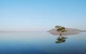 Wallpaper tree, sea, landscape hd, picture, image